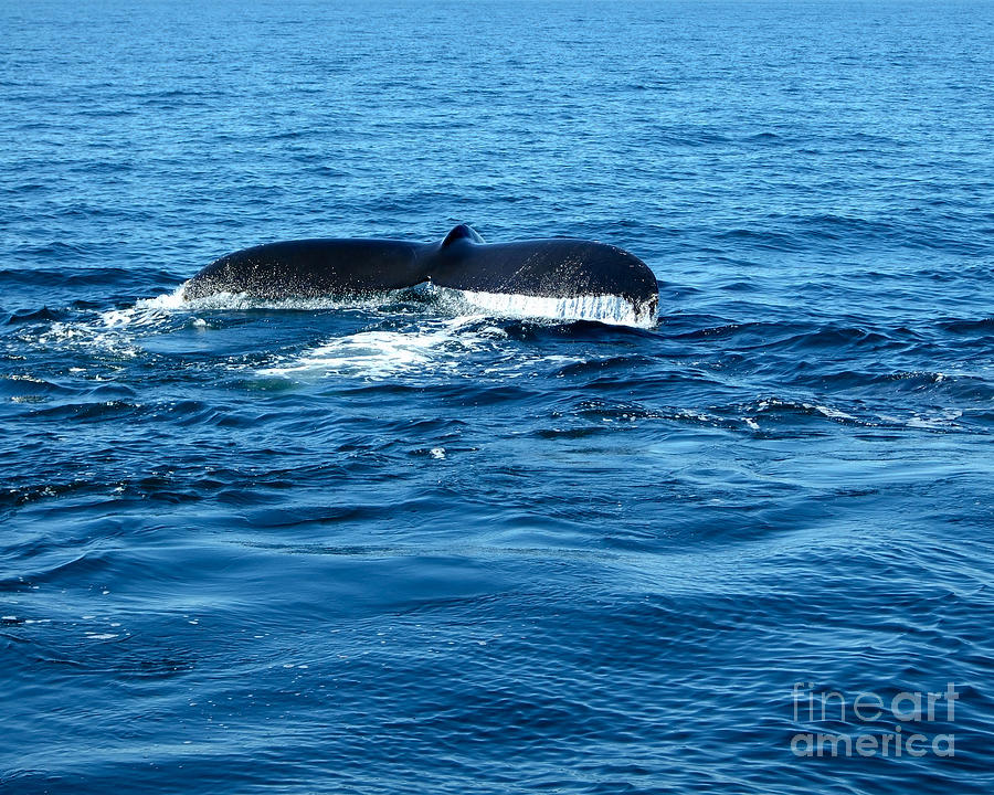Humpback Whale Tale 2 Photograph by Kristen Fox