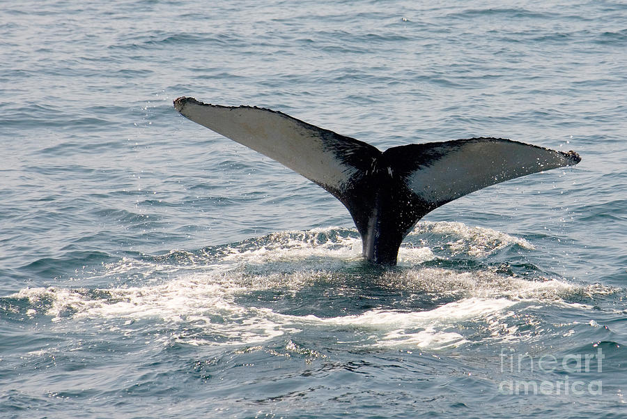 Humpback Whale Photograph by Tim Holt