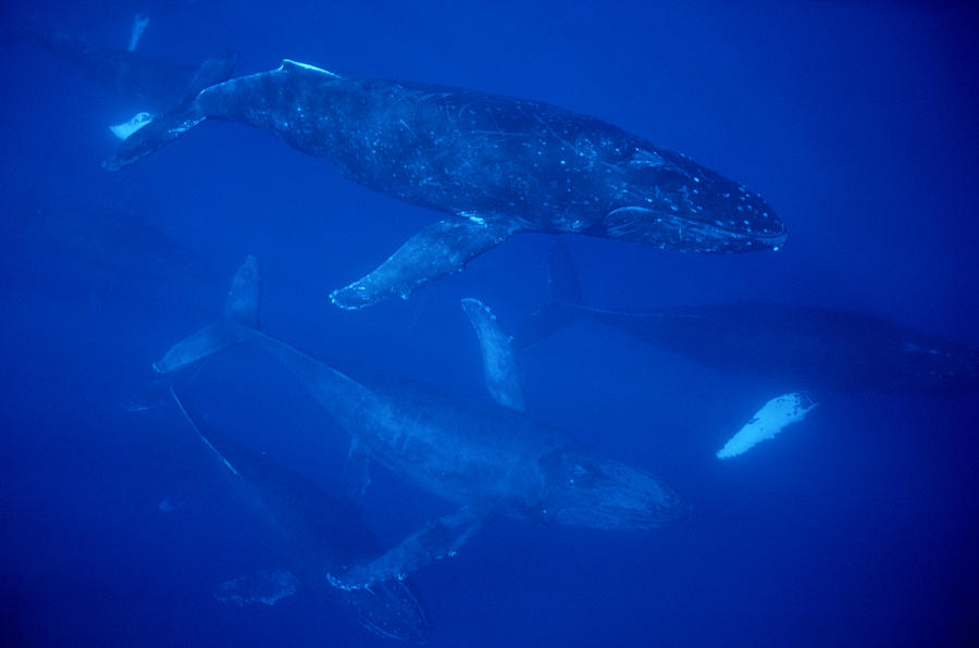 Humpback Whale Traveling Group Maui Photograph by Flip Nicklin