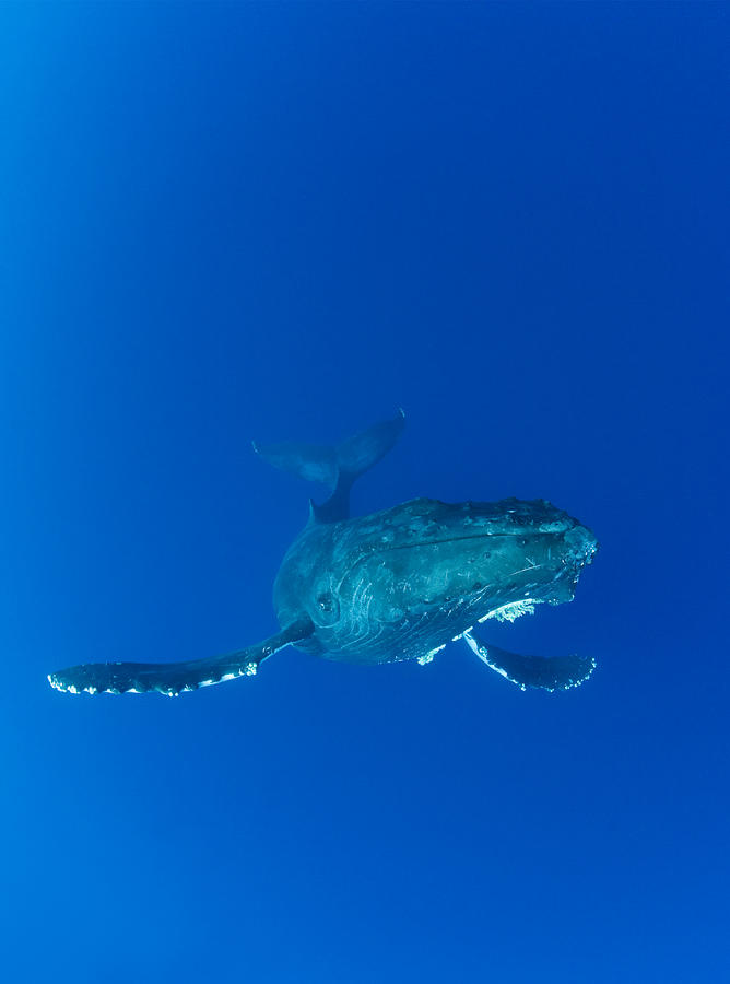 Humpback Whale Underwater - Maui Photograph by M Swiet Productions
