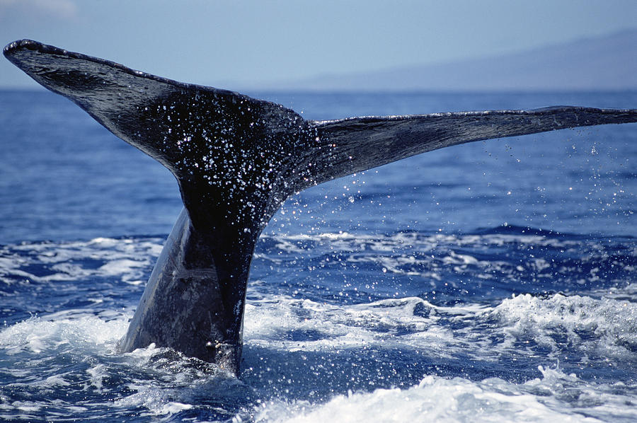 Humpback Whale Whale Tail Maui Hawaii Photograph by Flip Nicklin
