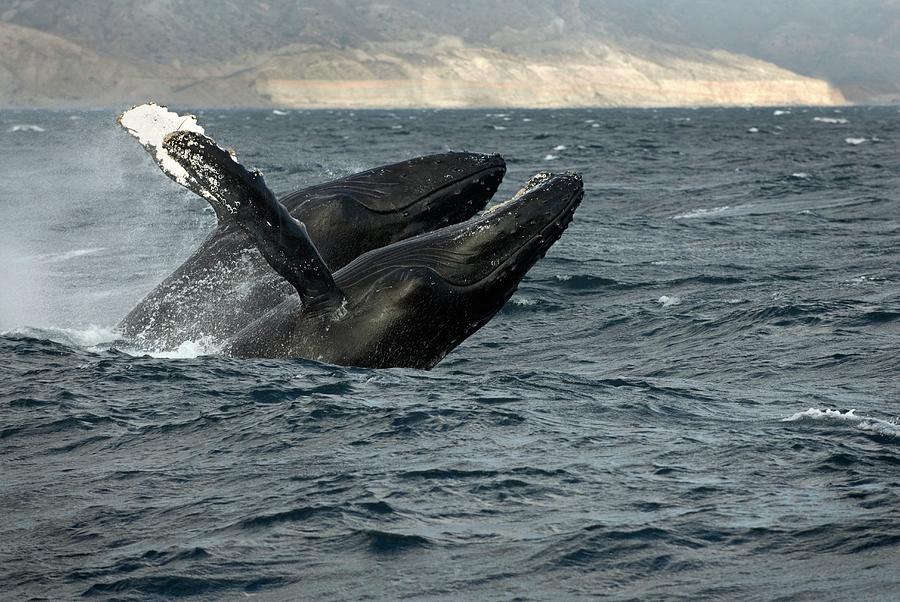 Humpback Whales Breaching Photograph by Christopher Swann/science Photo Library
