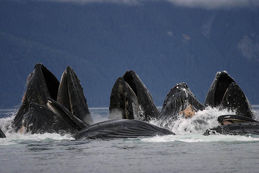 Humpback Whales Bubble Net Feeding Photograph by Hiroya Minakuchi