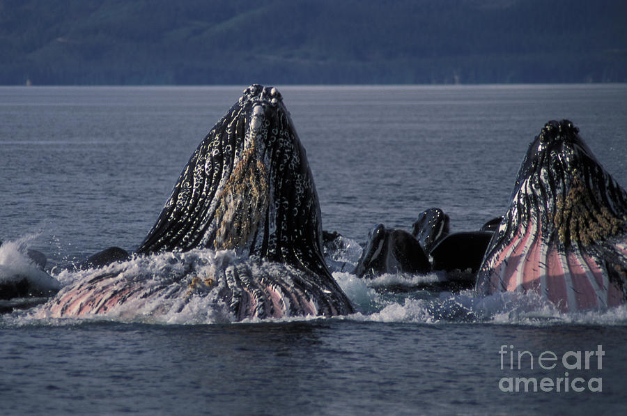 Humpback Whales Bubble Net Feeding Photograph by Ron Sanford