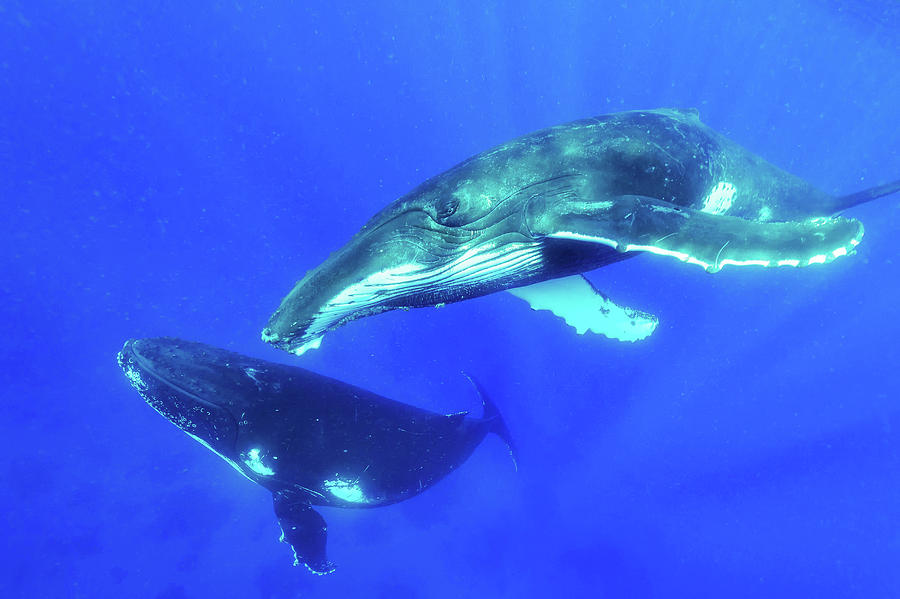Humpback Whales Photograph by Christopher Swann/science Photo Library