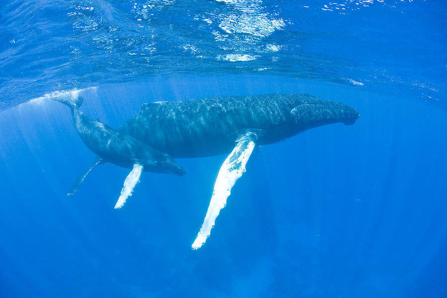 Humpback Whales Photograph by Ethan Daniels - Fine Art America