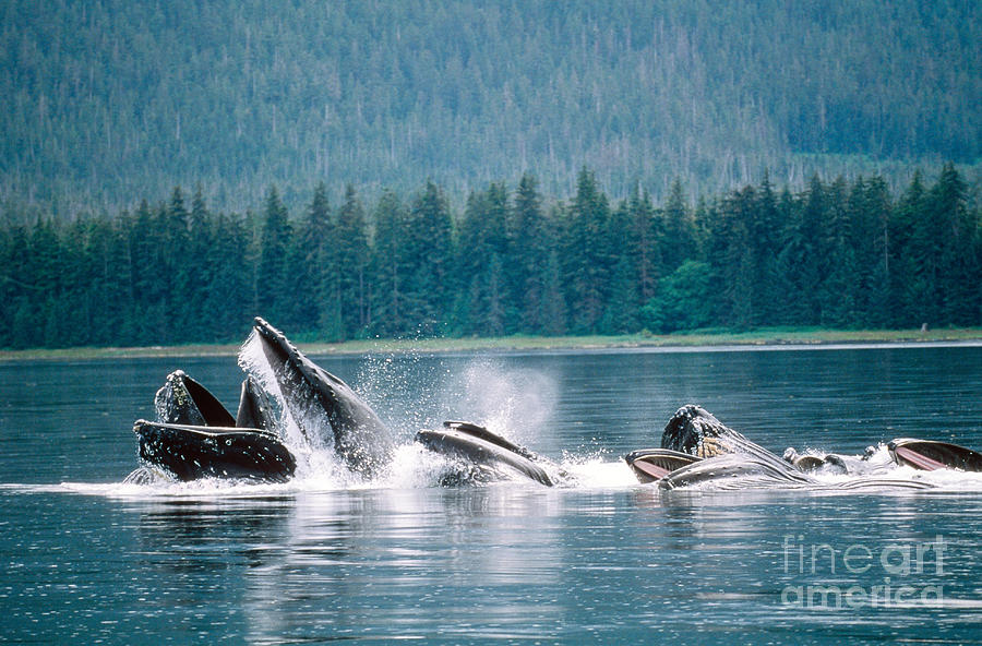 Humpback Whales Feeding Photograph by Art Wolfe