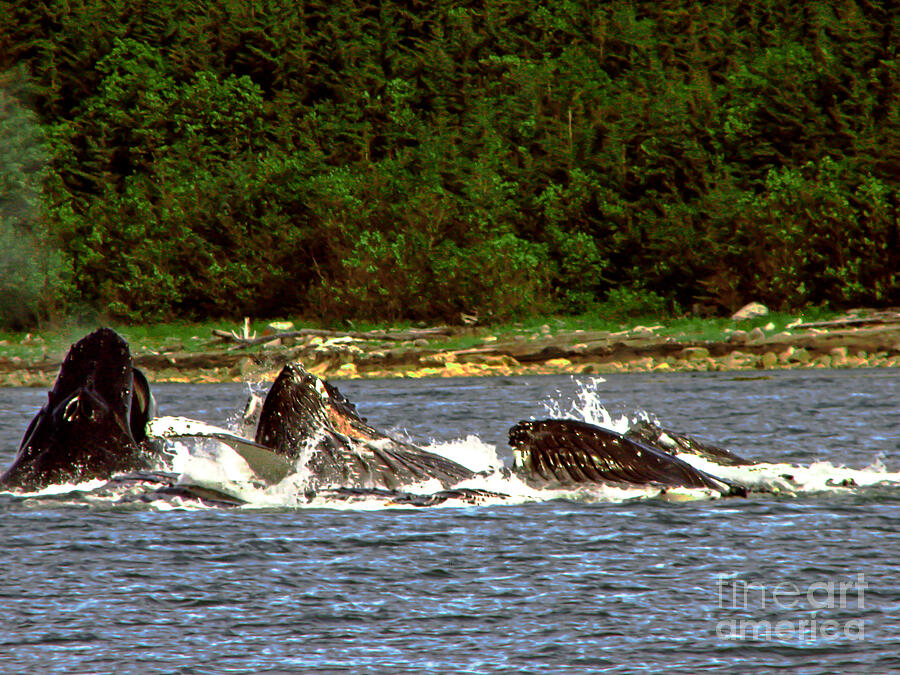 Humpback Whales Feeding Photograph by Robert Bales