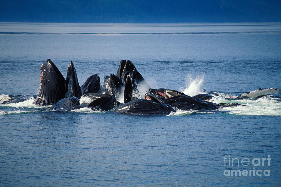 Humpback Whales Feeding Photograph by Ron Sanford