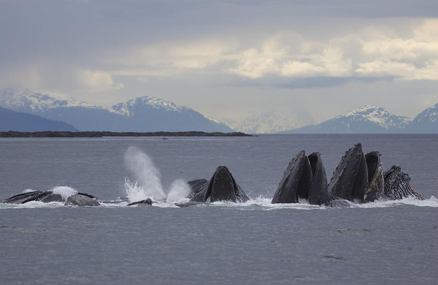 Whale Photograph - Humpback Whales Feeding by Tim Grams