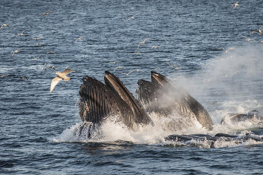 Humpback Whales Feeding With Gulls Photograph by Flip Nicklin