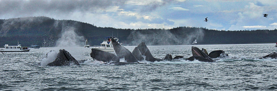 Humpback whales Photograph by Frank Fernino