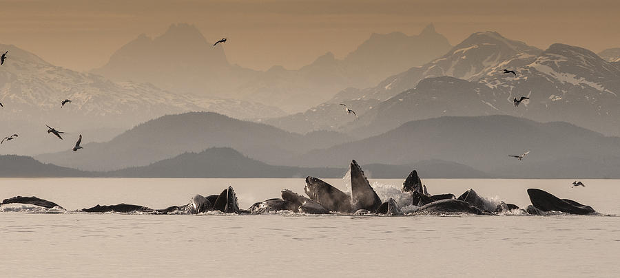 Humpback Whales Gulp Feeding Auke Bay Photograph by Flip Nicklin