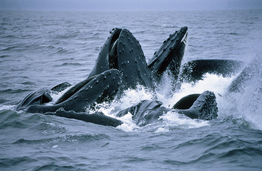 Humpback Whales Gulp Feeding On Herring Photograph by Flip Nicklin