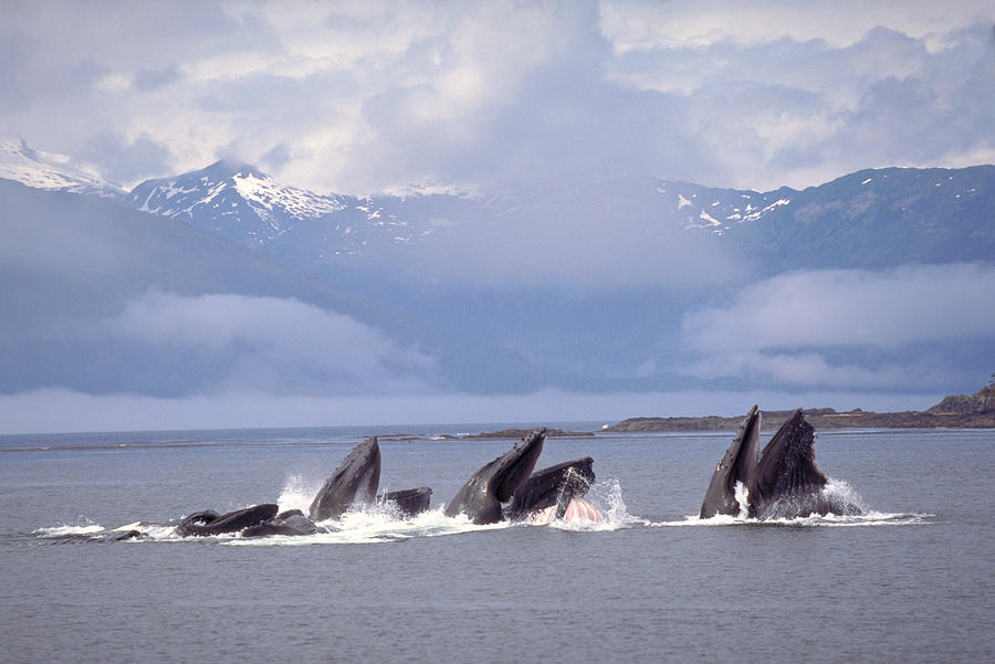 Humpback Whales Lunge Feeding Photograph by F. Stuart Westmorland
