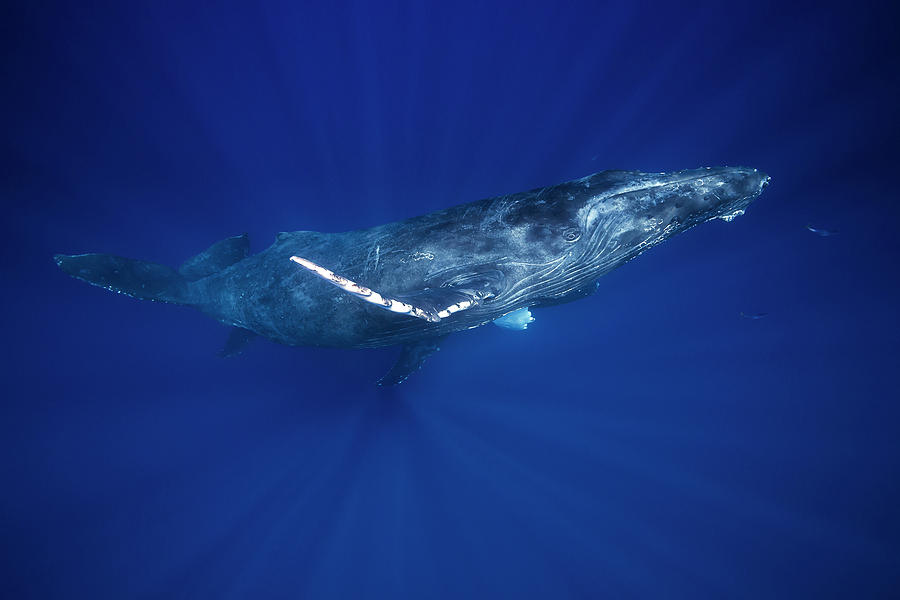 Humpback Whales  Megaptera Novaeangliae Photograph by Dave Fleetham