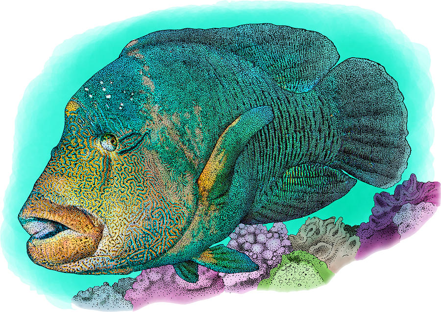 Humphead Wrasse, Illustration Photograph by Roger Hall