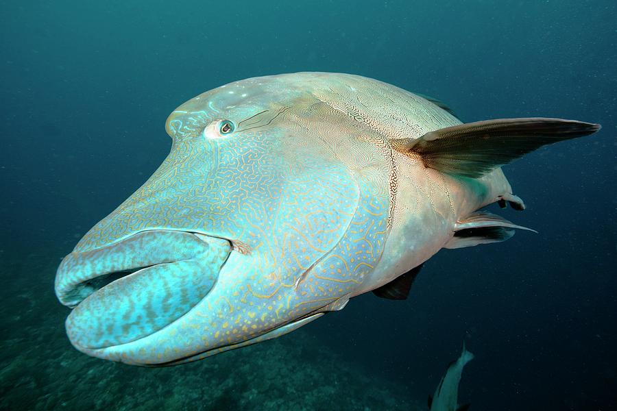 Humphead Wrasse by Scubazoo/science Photo Library