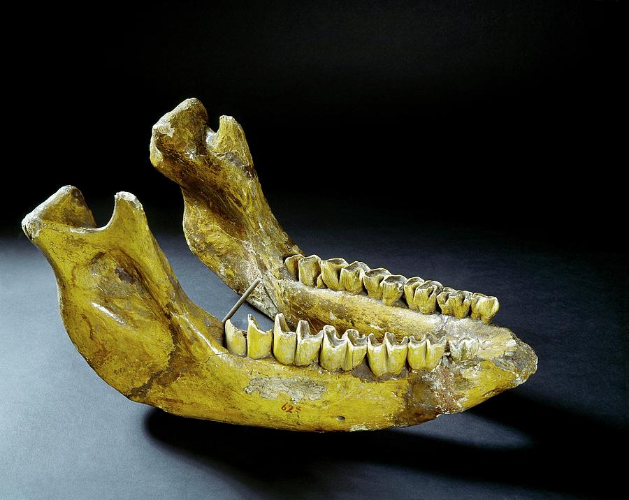 Hundsheim Rhinocerous Jaw Bone Photograph by Natural History Museum, London/science Photo Library