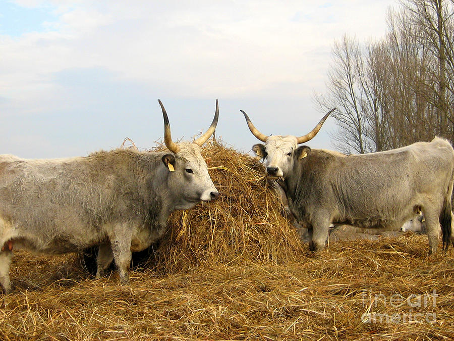 Hungarian Grey Cattle Photograph by Alexa Szlavics