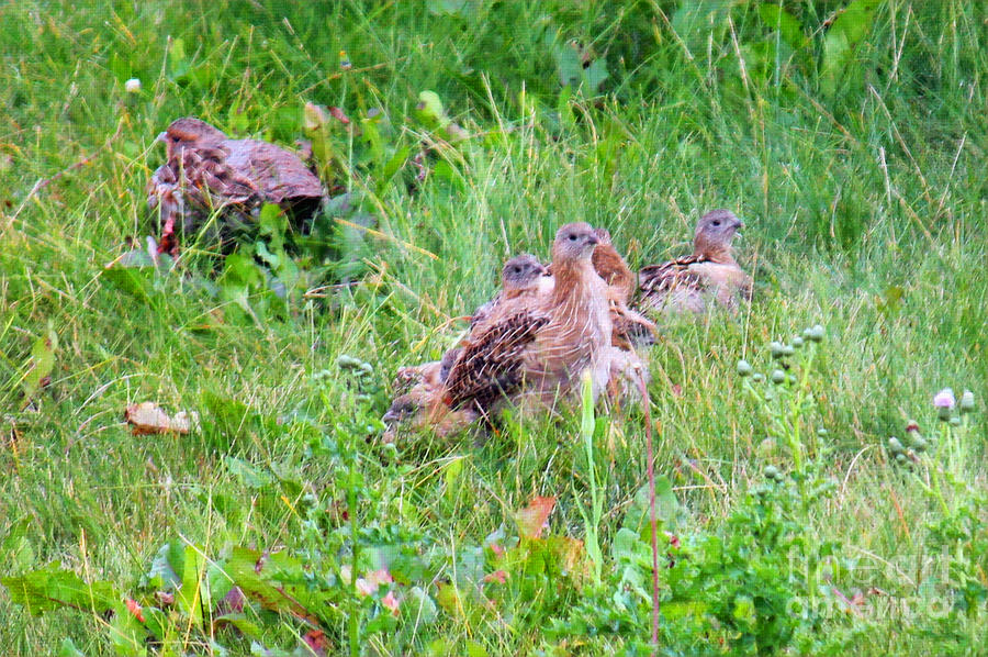 Hungarian Partridge Chicks in Grasses Digital Art by Donna L Munro