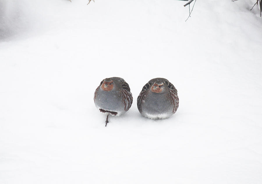 Hungarian Partridge Couple in Snow Photograph by Donna L Munro