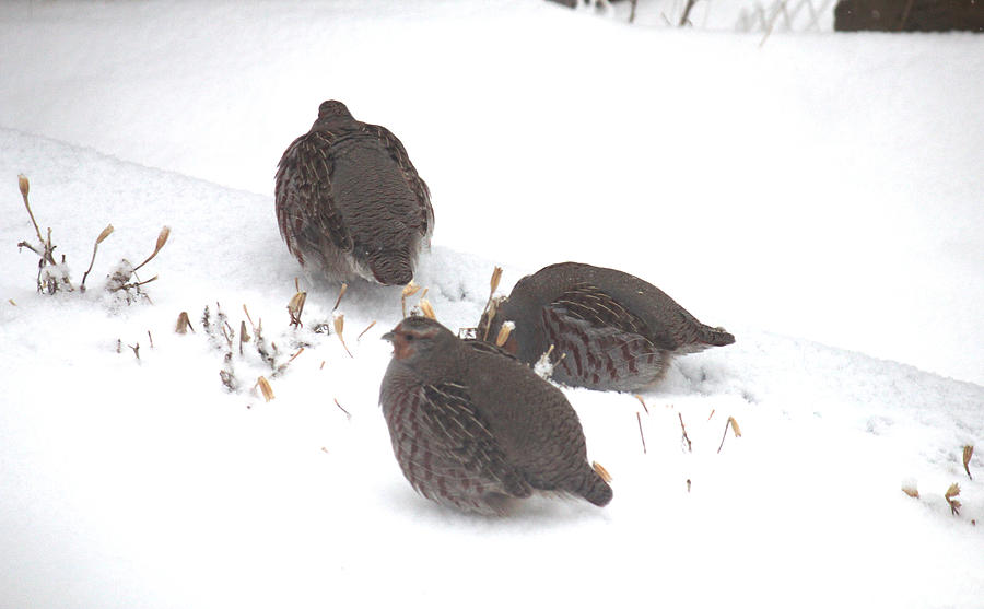 Hungarian Partridge Group of Three Photograph by Donna L Munro