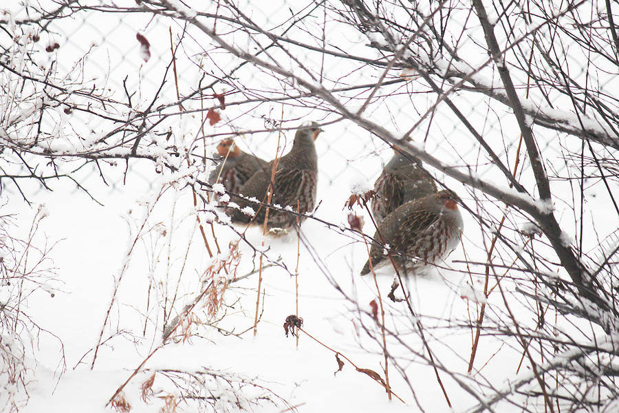 Hungarian Partridge Huddle Breakup Photograph by Donna L Munro