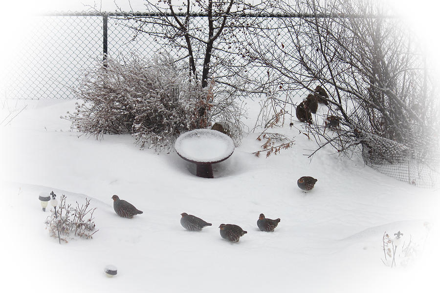 Hungarian Partridge Huddle Vignette Photograph by Donna L Munro