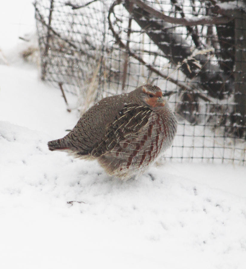 Hungarian Partridge Puffed Up Photograph by Donna L Munro