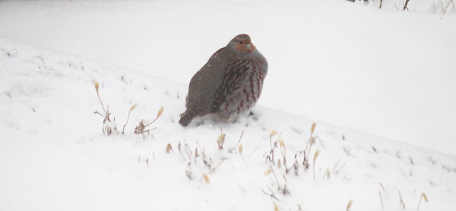 Hungarian Partridge Walking the Line Photograph by Donna L Munro