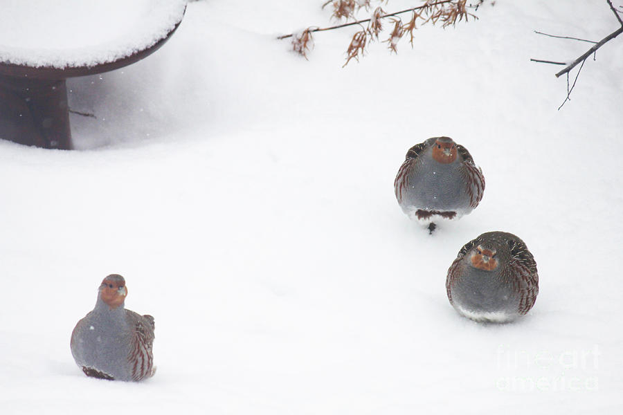 Hungarian Partridges in Snow Photograph by Donna L Munro