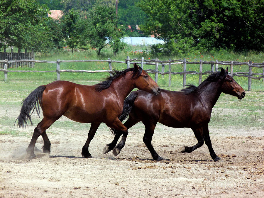 Hungarian Puszta Horses Photograph by Lynn Bolt
