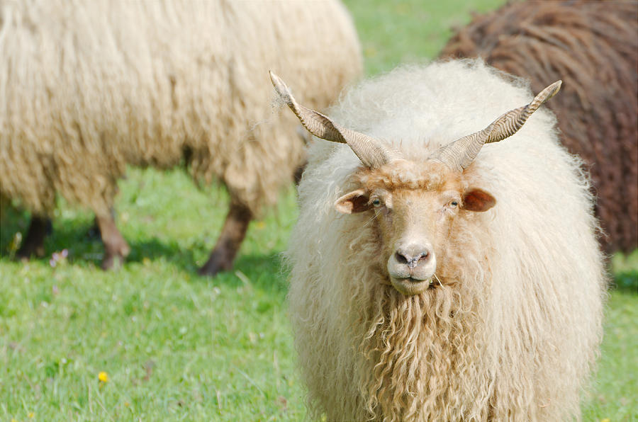 Hungarian Racka Sheep Photograph by Ferenc Kosa