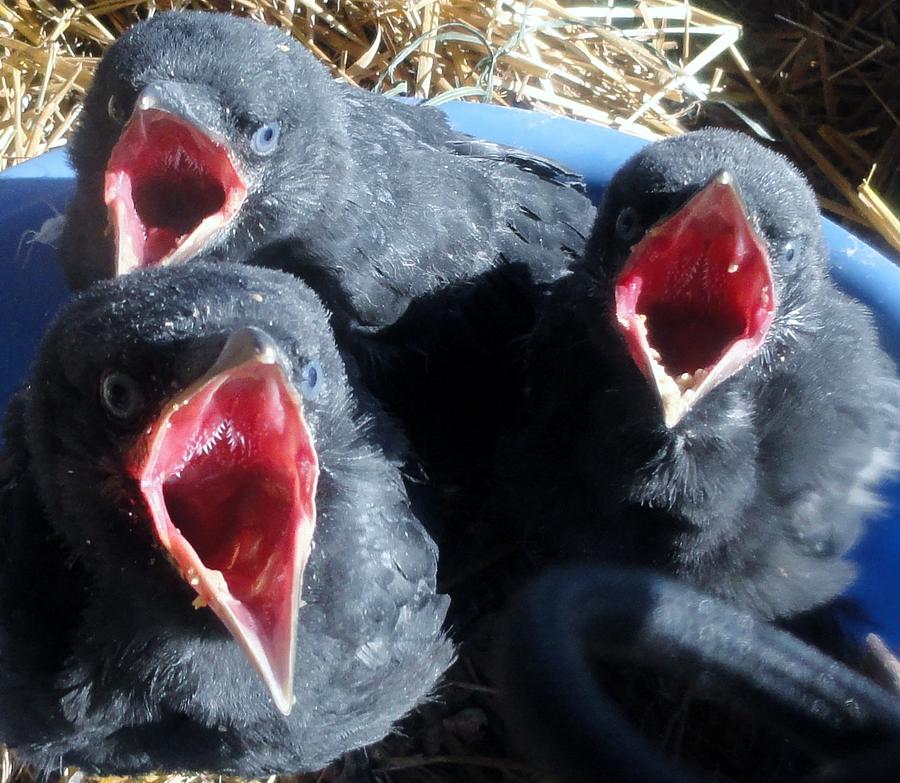 Bird Photograph - Hungry Baby Crows by Jody Benolken