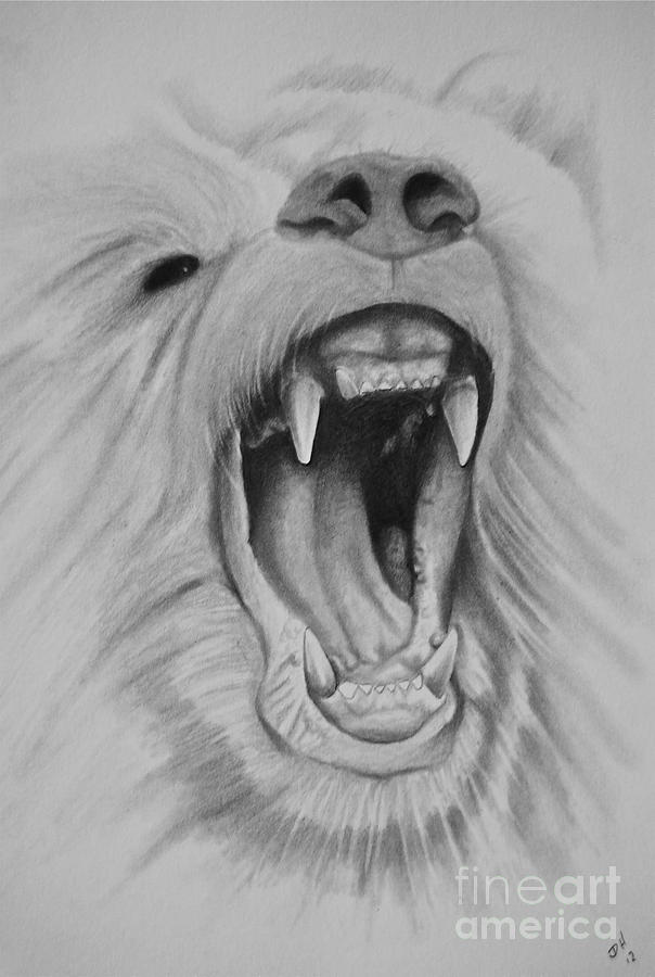 Bear Drawing - Hungry Bear  by Photos by Staci Art by Douglas