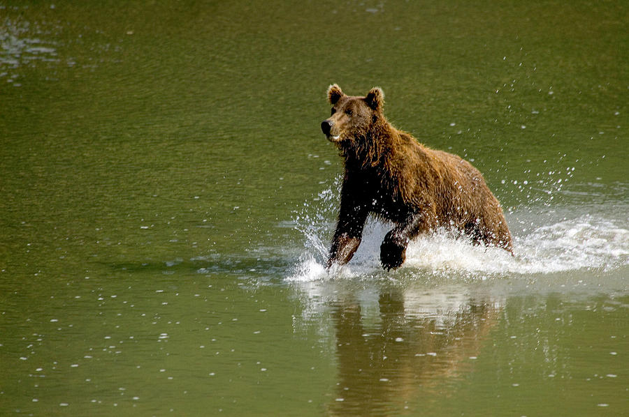 Hungry Bear Photograph by Randy Green