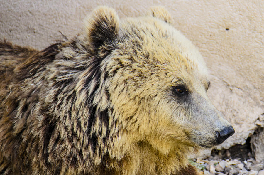 Hungry bear Photograph by Sotiris Filippou - Fine Art America