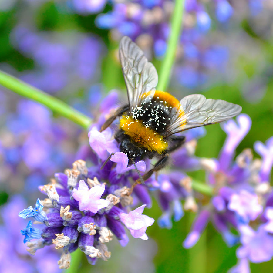 Hungry bee Photograph by Tine Nordbred - Pixels