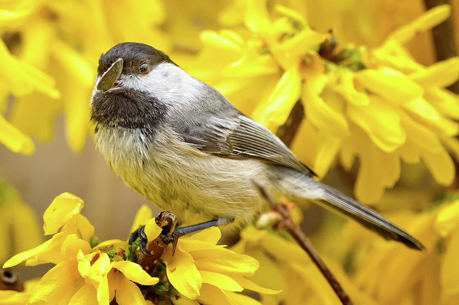 Bird Photograph - Hungry Bird by Bill Wakeley