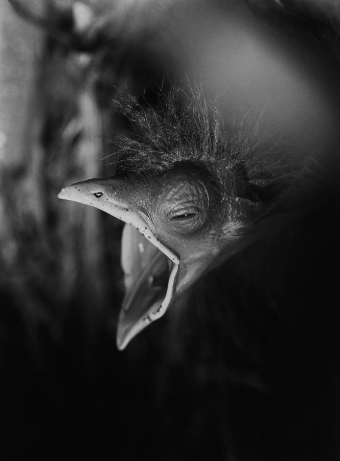 Hungry bird Photograph by Erik Tanghe