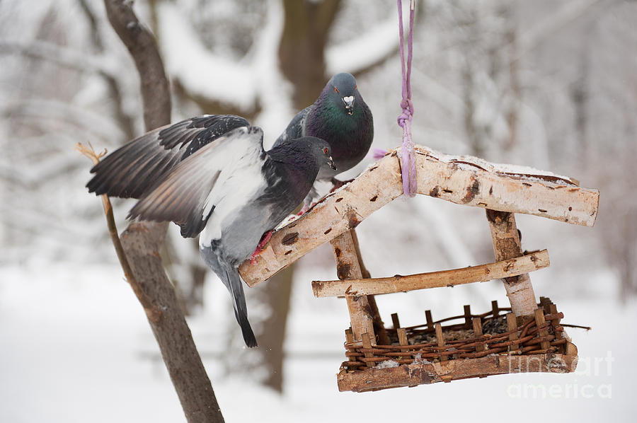 Animal Photograph - Two hungry pigeons sitting on bird feeder  by Arletta Cwalina