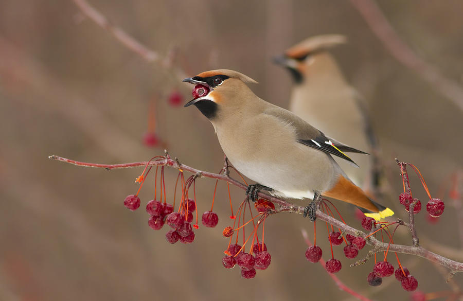 Winter Photograph - Hungry Birds by Mircea Costina Photography