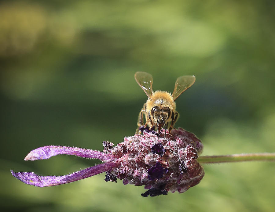 Nature Photograph - Hungry Bumble Bee by Dora Korzuchowska