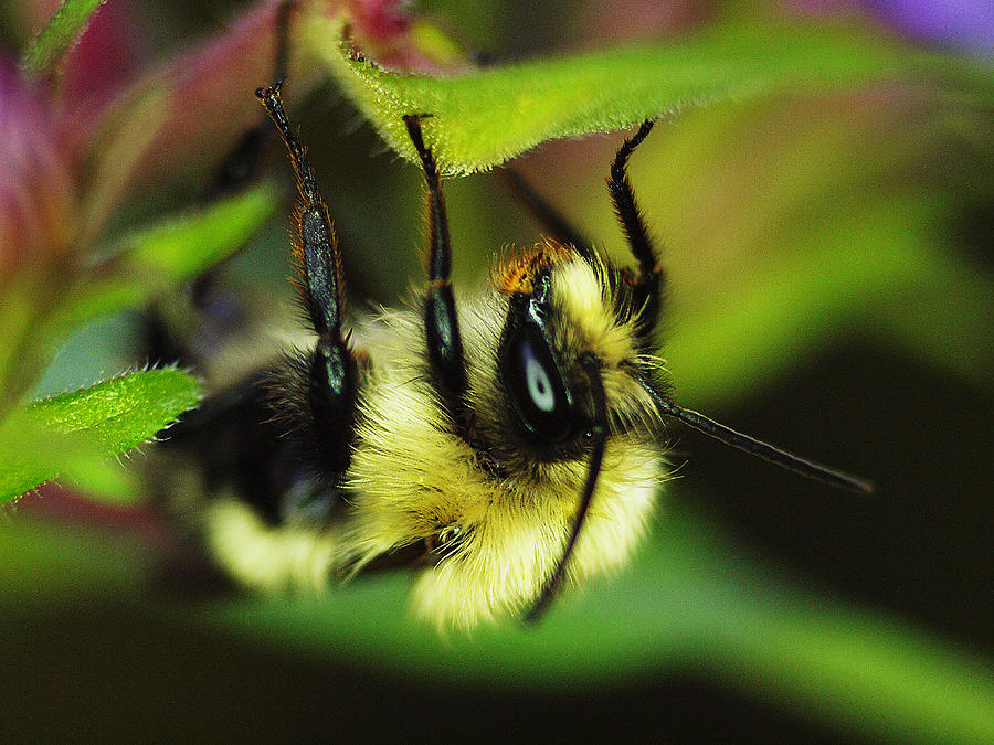 Nature Photograph - Hungry Bumblebee by Monica Veraguth