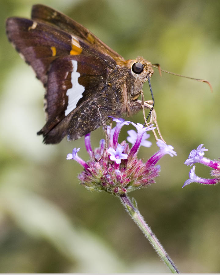 Hungry Butterfly Photograph by Robert Culver