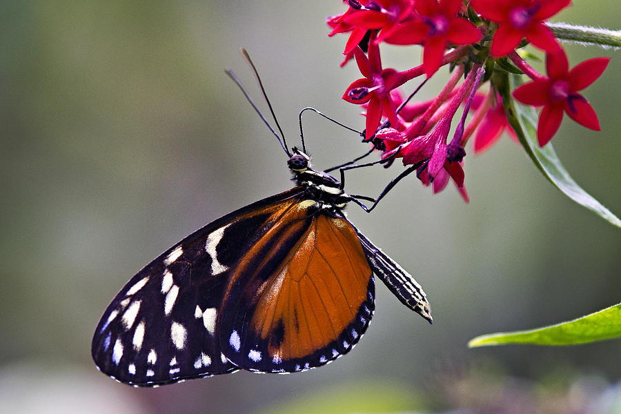 Hungry Butterfly Photograph By Vanessa Valdes Fine Art America 