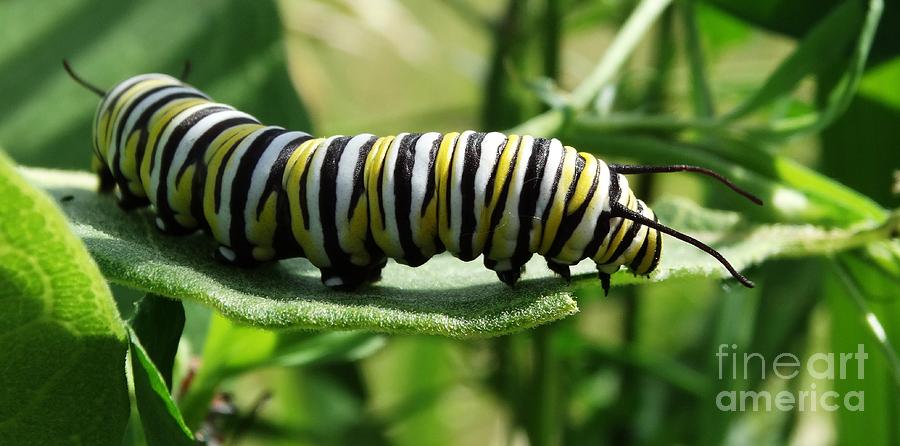 Hungry Caterpillar Photograph by J L Zarek