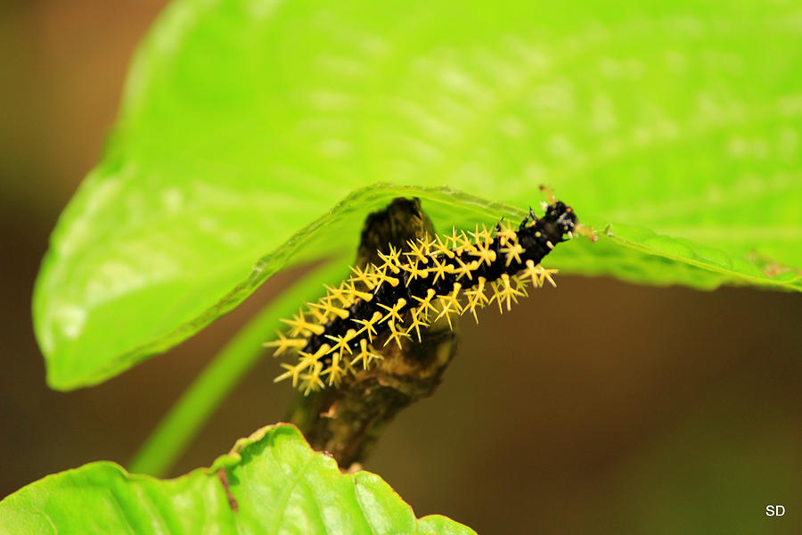 Hungry Caterpillar Photograph by Sarah Donald