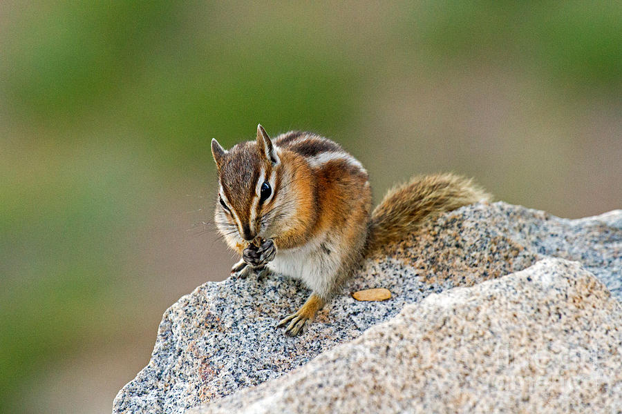 Hungry Chipmunk in Rocky Mountain National Park Photograph by Fred Stearns